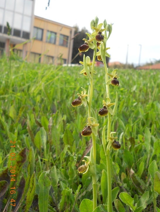 orchidee in ... municipio